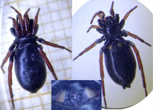 Trachyzelotes pedestris